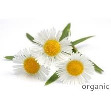 Certified Organic Chamomile German Essential Oil - 100% Pure Liquid, Strong Aroma | Long Shelf Life, Non-Sticky, Premium Packaging