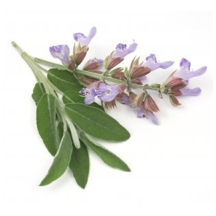 Organic Clary Sage Essential Oil - 100% Pure Liquid, Strong Warm Odour, 3-Year Shelf Life, Store in Cool Dry Place