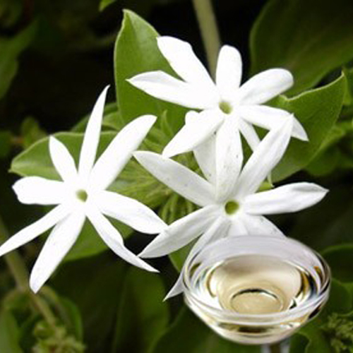 Jasmine Grandiflorum Hydrosol Odour:: Strong