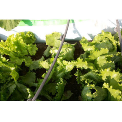 Growing Organic Vegetables On Rooftop