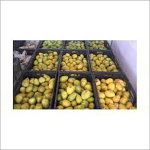Mango Ripening Plant