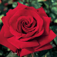 Natural Red Rose
