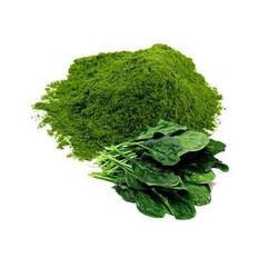 Spinach Palak Powder By Amazing Enterprises