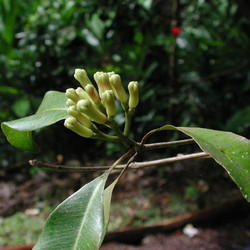 Tagar - Valeriana Wallichii