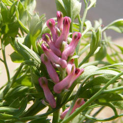 Fumaria Officinalis Leaves