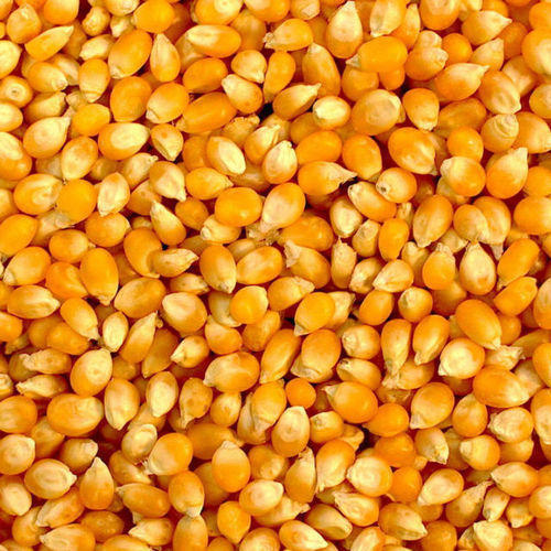 Yellow Maize Yellow Maize