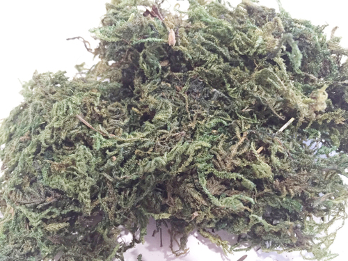 Peat Moss Application: Organic Fertilizer