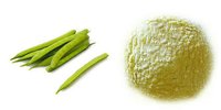 Green Fresh Drumstick