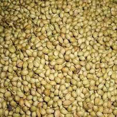 Coriander Seeds