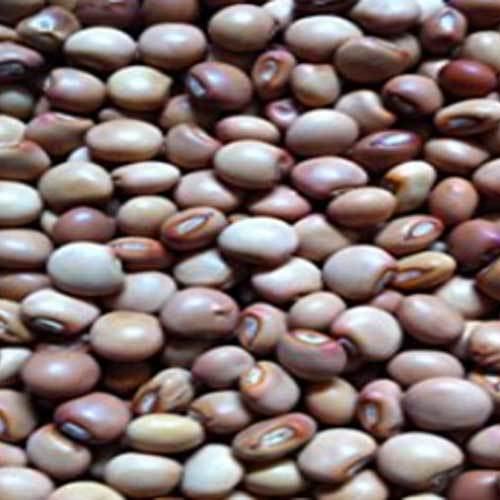 Pigeon Beans