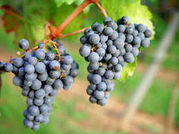 Grape berry flavor