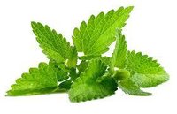 Green mint flavor