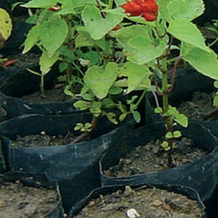 Seedling Bags Seedling Bags