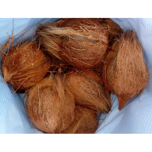 Coconut Shell