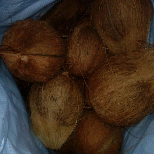 Brown Fresh Water Coconut