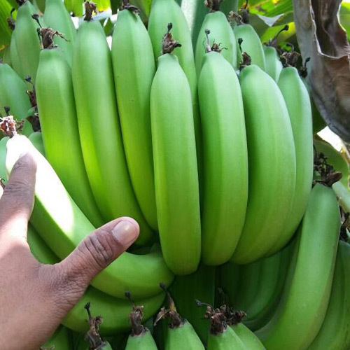Raw Banana