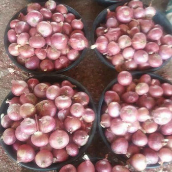 Organic Red Onion