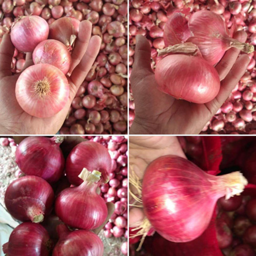 Red Onion