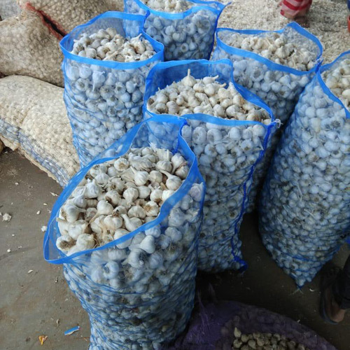 Organic Garlic