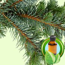 Fir Needle Essential Oil Age Group: Adults