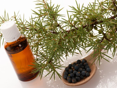 Juniper Berry Essential Oil - 100% Herbal Extract Fresh Aroma Calming & Detoxifying Properties Ideal for Adults Children & Infants