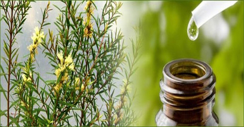 Tea Tree Essential Oil Age Group: Infants
