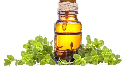 Marjoram Essential Oil Sweet Age Group: Infants