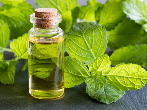 Melissa Leaf Essential Oil Age Group: Infants