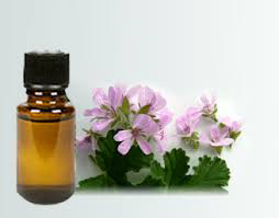 Rose Geranium Essential Oil - 100% Pure Pelargonium Roseum, Light Yellow Color | Herbal Extract for All Ages, Uplifting Fragrance Compound, Fresh Citrus and Rosy Aroma, 1-3 Years Shelf Life, Ideal for Aromatherapy and Skin Care