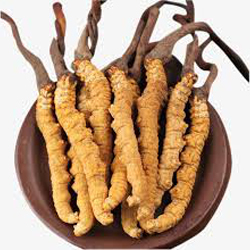 Cordyceps Sinenses
