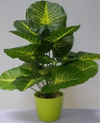 Artificial Plant - Synthetic Material, 60 cm x 60 cm | Easy To Clean, Rust Proof, Ideal For Indoor Aesthetics In Hotels, Offices, Cafeterias