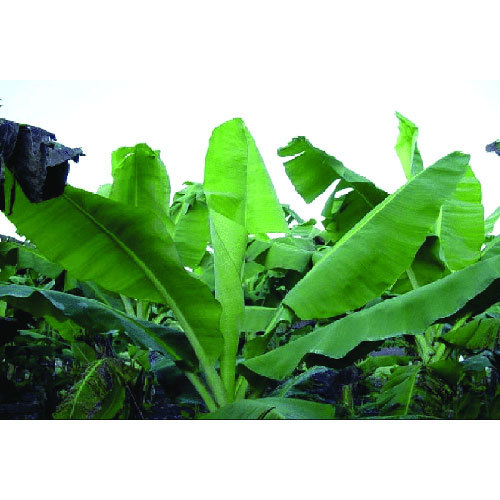 Banana Leaf