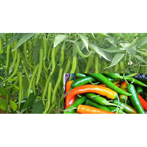 Fresh Green Chillies