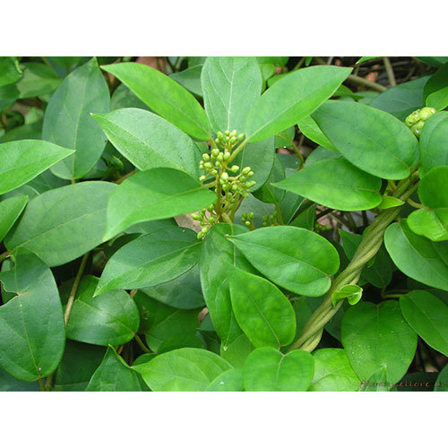 Gymnema Sylvestre