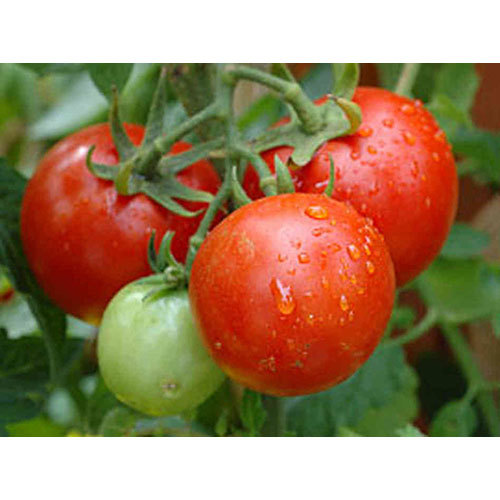 Fresh Tomatoes