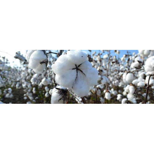 Indian Raw Cotton