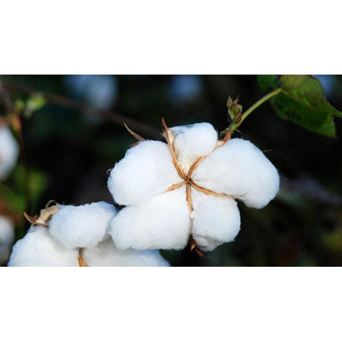 Raw Cotton