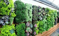 Green Wall