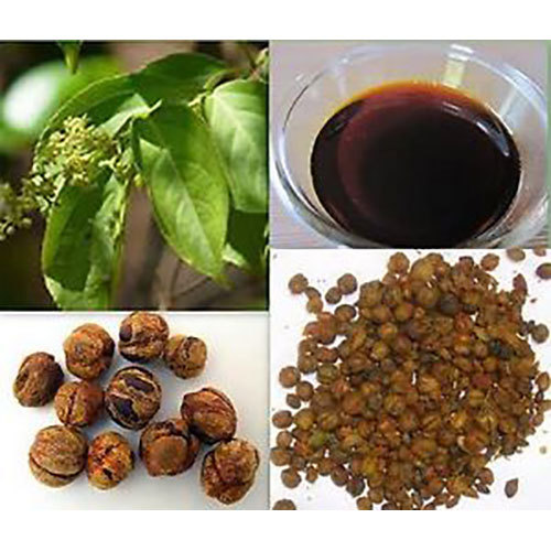 Jyotishmati Seed Oil