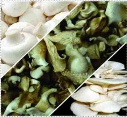 Pure Dried Oyster Mushroom