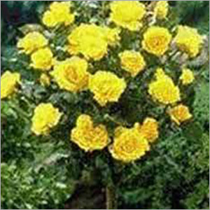 Plants Grown Services