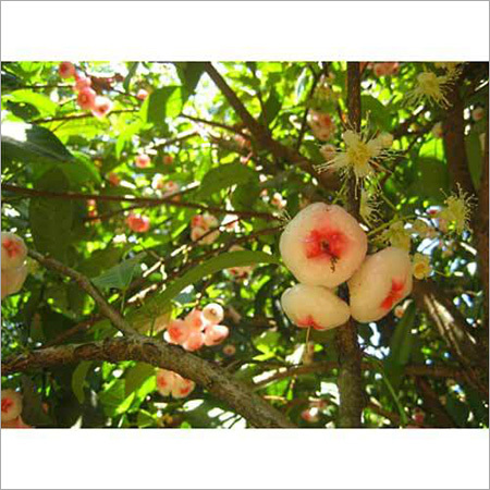 Sapota Plant