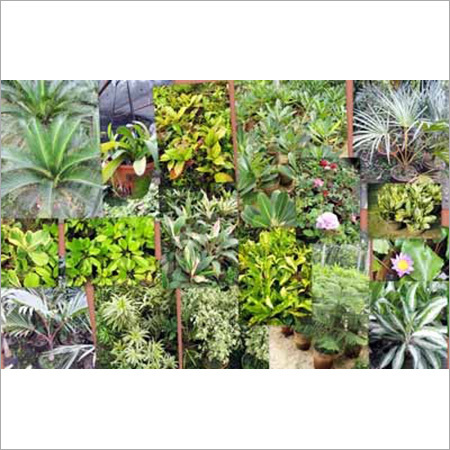 Ornamental Plant