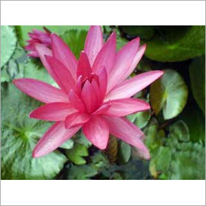 Water Lily Plants