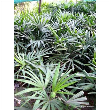 Rhapis Excelsa