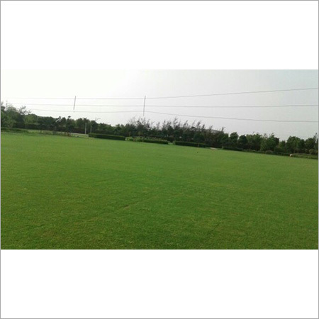 Lawn Grass