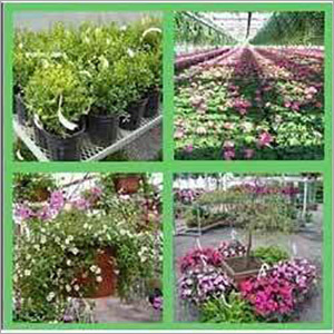Gardening Development Services Gardening Development Services