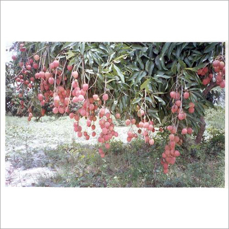 Litchi Plant
