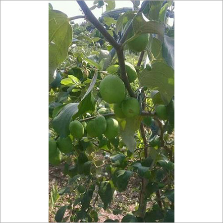 Apple Ber Plant