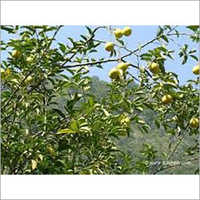 Lime Mosambi Plant